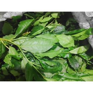 LÁ TRÀ XANH (LÁ CHÈ XANH) 1KG (TP.HCM)