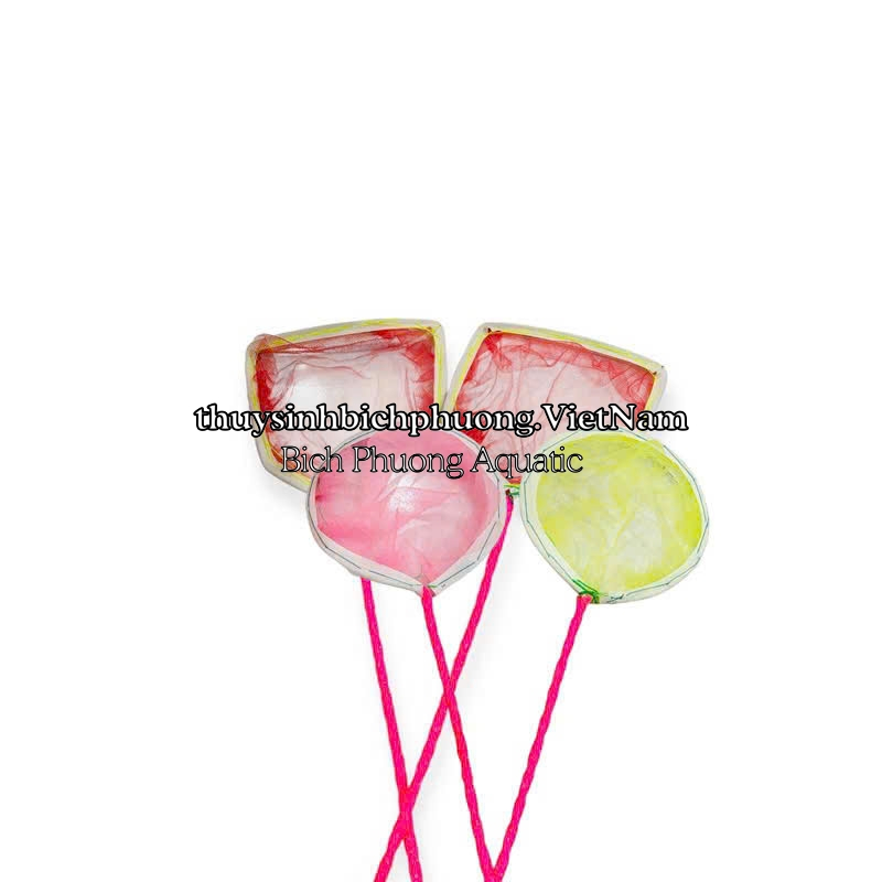VỢT LƯỚI NGŨ GIÁC MINI DIY – VỢT VỚT CÁ CON, BOBO, ARTEMIA THOÁNG NƯỚC