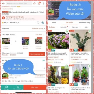 Chậu gốm sứ kích thước 6-8 cm