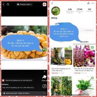 Cây lá mè hàn quốc (ảnh thật số 2 )