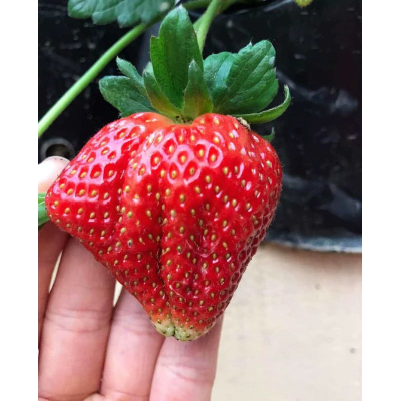 Combo 10 cây mô vỉ dâu🍓NHẬT SKY