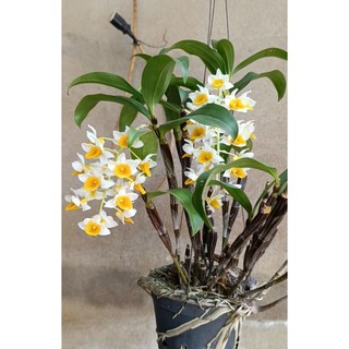 Lan hoàng thảo KIỀU MỠ GÀ THÂN TÍM