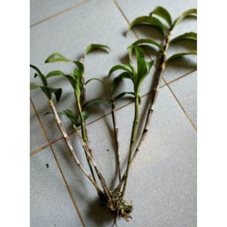 Lan hoàng thảo KIỀU MỠ GÀ THÂN TÍM