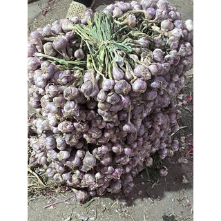 Tỏi Tím Ta  Khô Trắc Thơm Tỏi Hải Dương 1kg