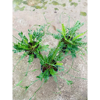 Chậu dương xỉ saphia - dương xỉ cánh tiên