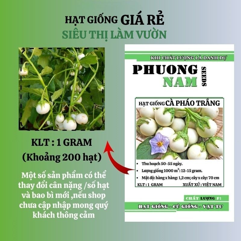 1GR - HẠT GIỐNG CÀ PHÁO TRẮNG