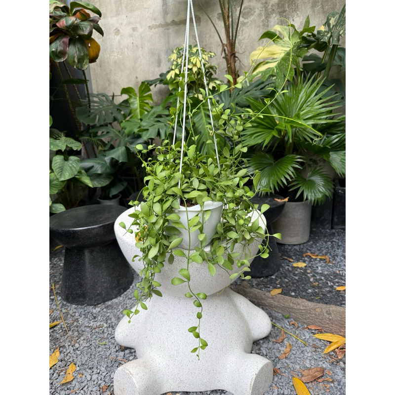 Lan hạt dưa xanh chậu treo