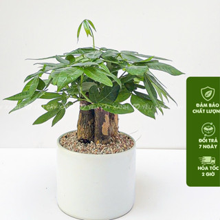 Chậu Cây Kim Ngân 3 thân - Cây Kim Ngân tam lộc để bàn phong thuỷ mang đến thịnh vượng phú quý