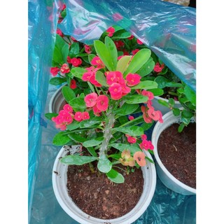 Xương Rồng Bát Tiên Kim Cương 20-30cm
