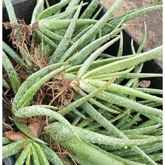 😍 Linhkieu Handmade 🥰Combo 2 cây nha đam (thái) bẹ to 15-20cm - cây giống nha đam