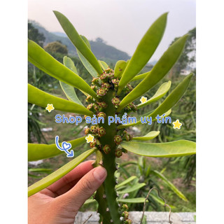xương rồng  kỳ lân