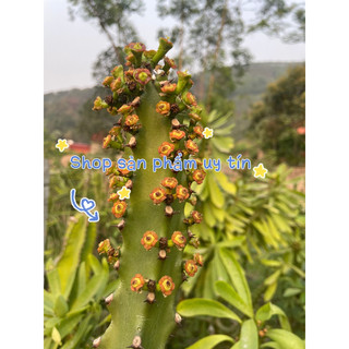 xương rồng  kỳ lân