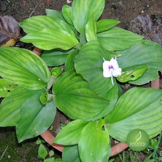 Củ Địa Liền