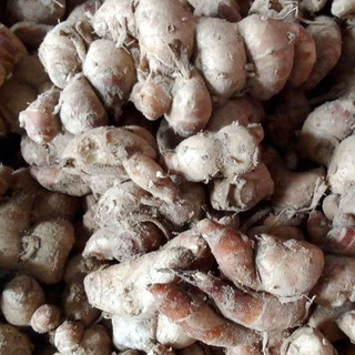 Củ Địa Liền