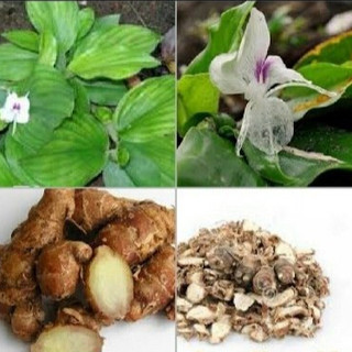 Củ Địa Liền