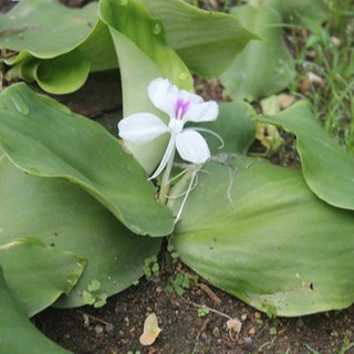 Củ Địa Liền
