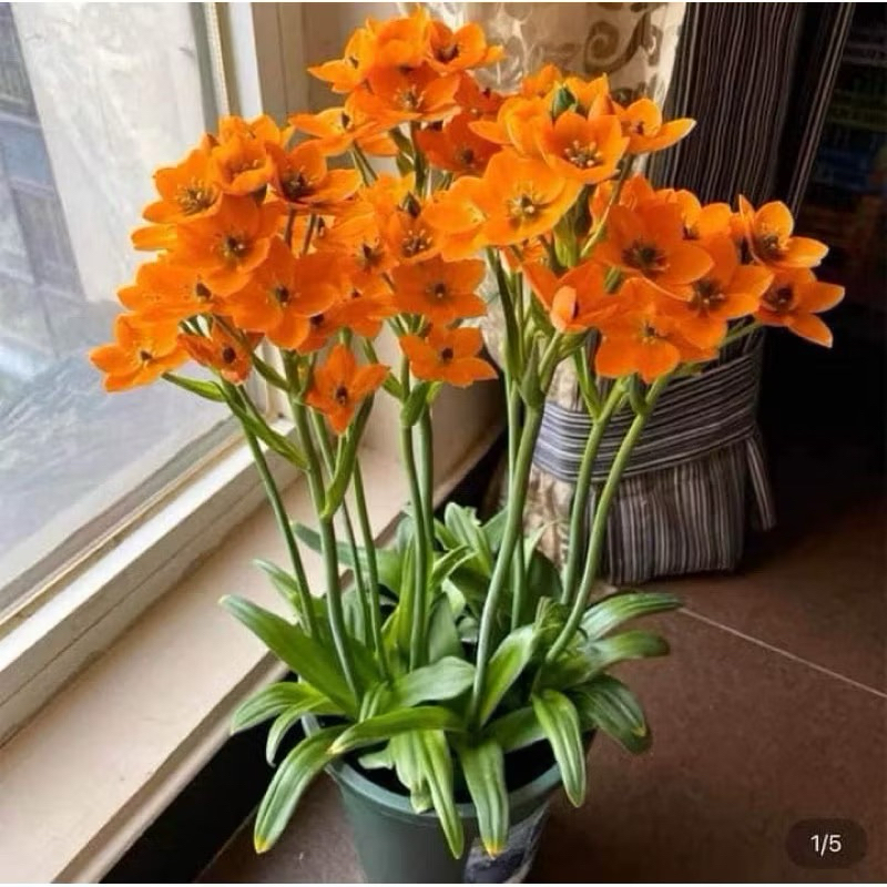 Củ giống hoa thiên nga mắt ngọc(1củ)