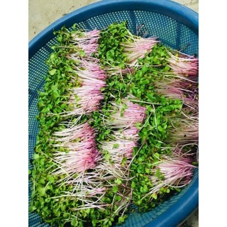 ☘️🌿 Rau Mầm Tươi Sạch Hữu Cơ Giàu Dinh Dưỡng