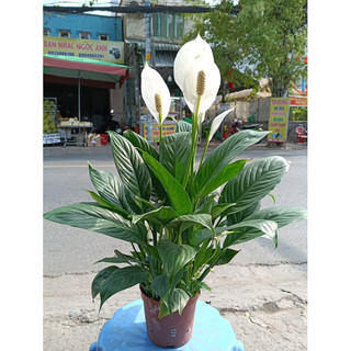 Cây lan ý-Lan ý thuỷ sinh