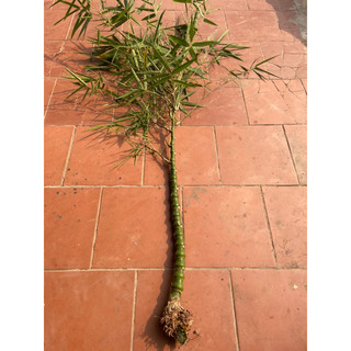 gốc tre đốt trồng kiểng(trúc đùi gà )