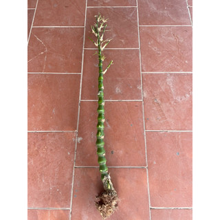 gốc tre đốt trồng kiểng(trúc đùi gà )