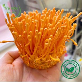  Nấm Đông Trùng Hạ Thảo 500g Sấy khô hàng Cao Cấp - Trà Mộc Tây Bắc 