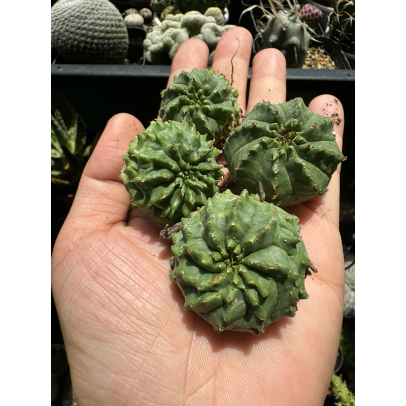 XƯƠNG RỒNG EUPHOR TRÒN (CÂY GIEO HẠT - 35K/CÂY)