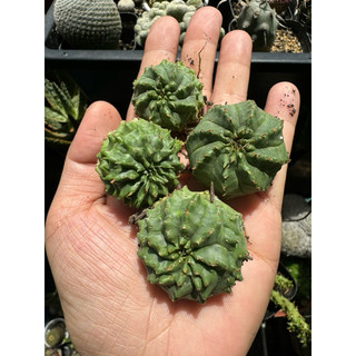 XƯƠNG RỒNG EUPHOR TRÒN (CÂY GIEO HẠT - 35K/CÂY)