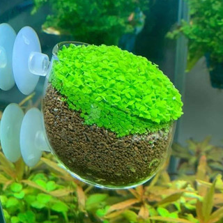 Cốc Thủy Tinh Trồng Cây Thủy Sinh