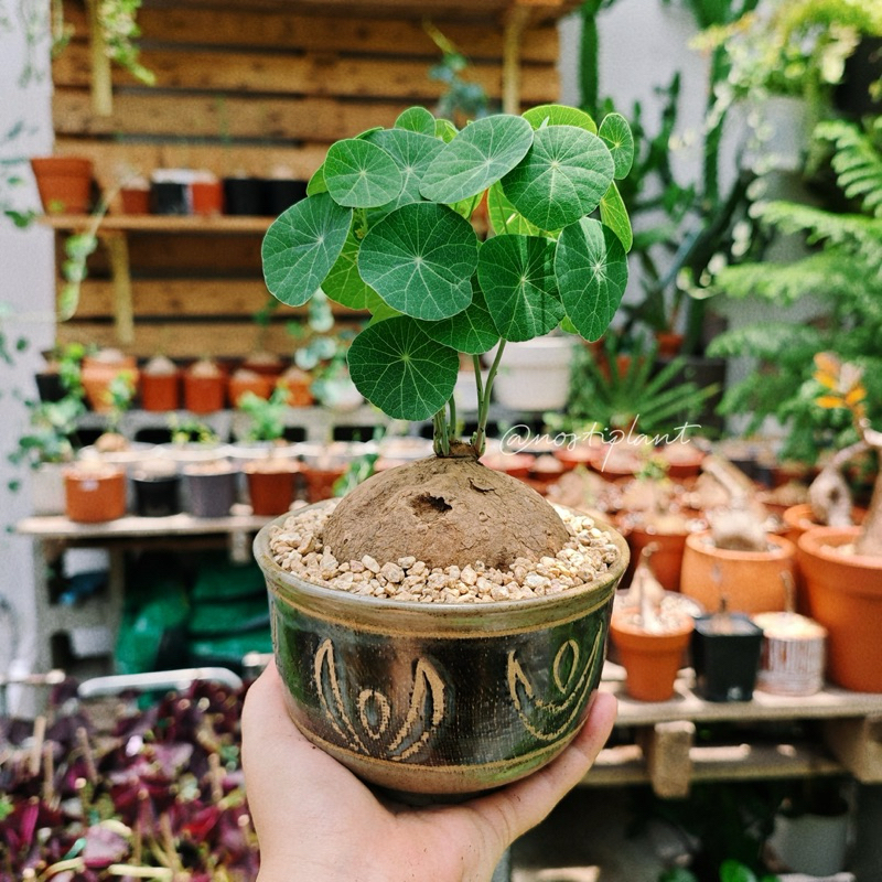 [CỦ GIỐNG] Củ bình vôi chuẩn Thái (Củ đồng tiền) | Stephania Erecta