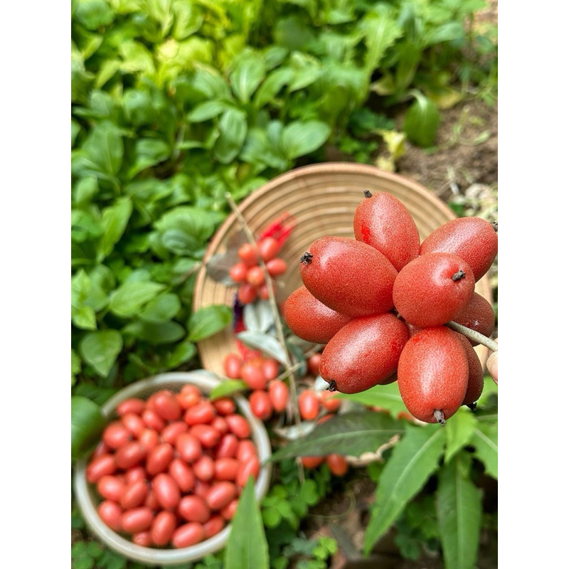Cây nhót ngọt (nhót trâu) siêu quả