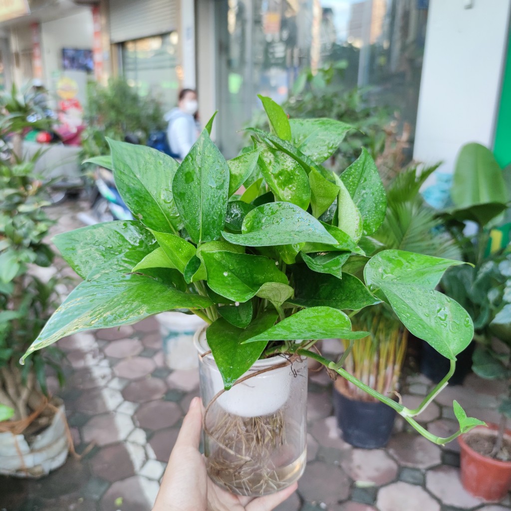 Cây trầu bà - trầu bà vạn niên thanh Cao 20cm kèm bình thuỷ sinh (chậu sứ) trang trí cảnh quan sân vườn