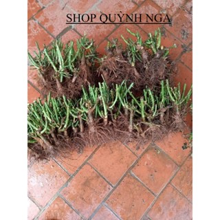 GỐC HOA HỒNG SIÊU NỤ (KHÁCH ĐƯỢC CHỌN MÀU)- tặng kèm kích rễ mầm + hướng dẫn trồng khi mua từ 5 gốc