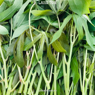 Lá Sắn Tươi Luộc, Xào, Muối Chua