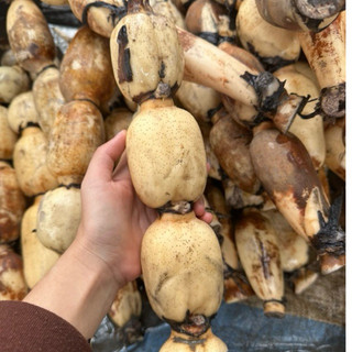 Củ Sen Giòn Ngọt Gói-1KG-Size 4 Củ