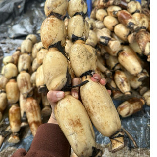 Củ Sen Giòn Ngọt Gói-1KG-Size 4 Củ