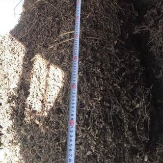 CÂY THẠCH ĐEN CAO BẰNG 500g  (Thạch nương 100%)
