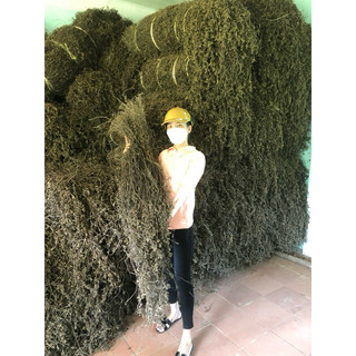 CÂY THẠCH ĐEN CAO BẰNG 500g  (Thạch nương 100%)