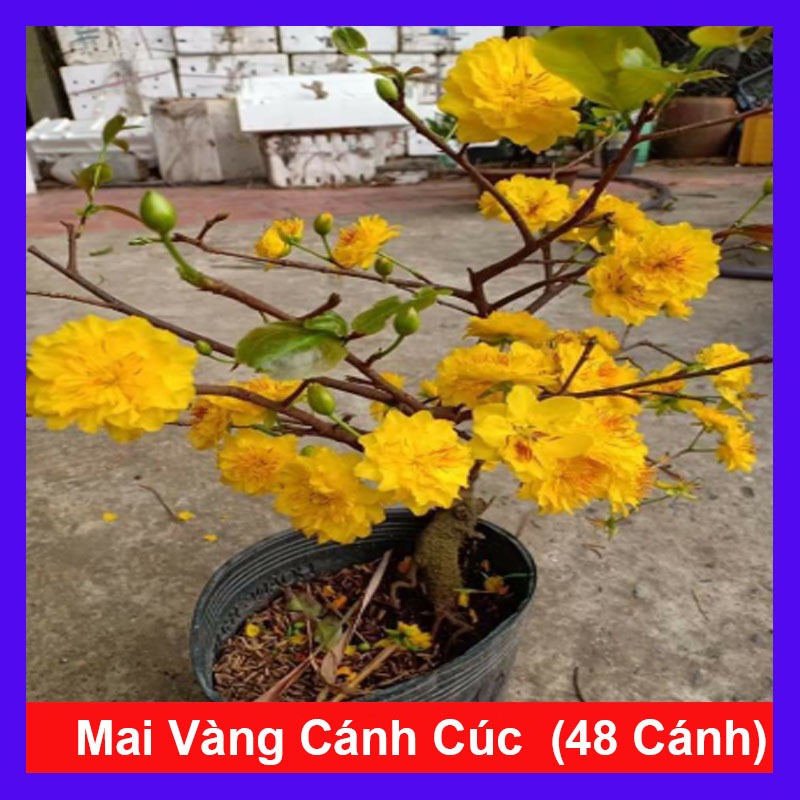 Cây mai vàng cánh cúc 48 cánh - mai cúc thọ hương - Cây cảnh sân vườn