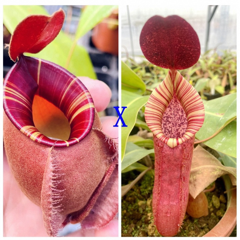 Cây nắp ấm N.(viking x ampullaria  black miracle）x（bokorensis x veitchii）| CatchyFlora