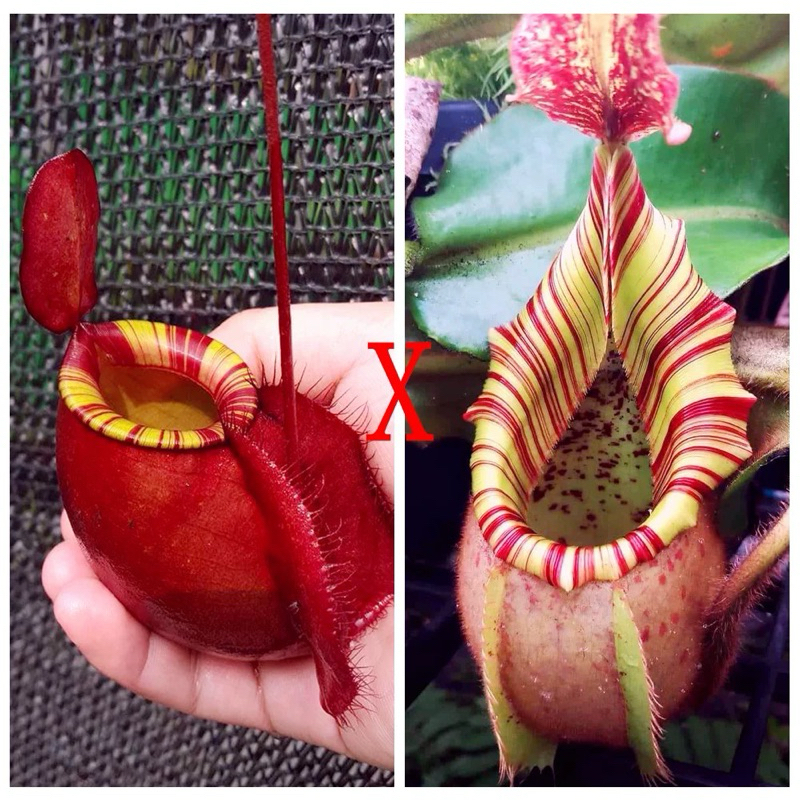 Cây nắp ấm N.(viking x ampullaria) x veitchiibario | HungGarden