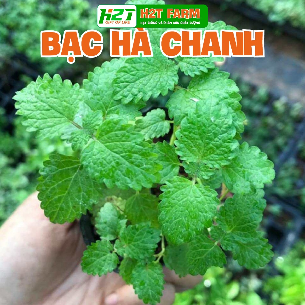 Hạt giống Bạc Hà- H2T FARM