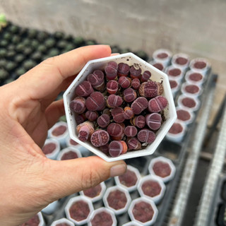  cây sen đá Thạch Lan màu tím size chậu 6cm 