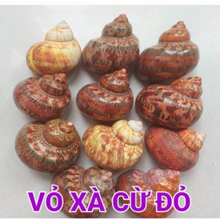 VỎ XÀ CỪ ĐỎ size L/XL siêu to cho ốc mượn hồn🍁