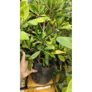 Chậu cây Thần Kỳ ( cây đẹp cao 50-60cm)