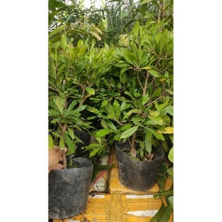 Chậu cây Thần Kỳ ( cây đẹp cao 50-60cm)