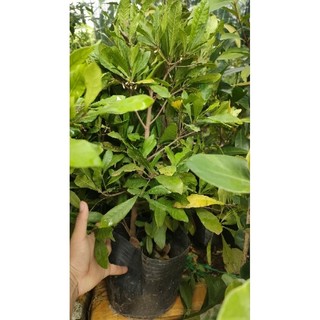 Chậu cây Thần Kỳ ( cây đẹp cao 50-60cm)