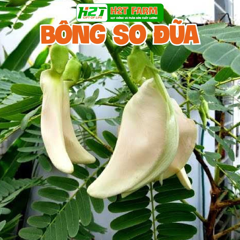 Hạt giống Bông So Đũa, bông Sua Đũa