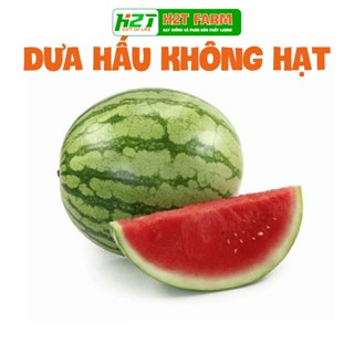 Hạt Giống Dưa Hấu Không Hạt , dễ trồng,  cao, ngon nọt - h2t farm