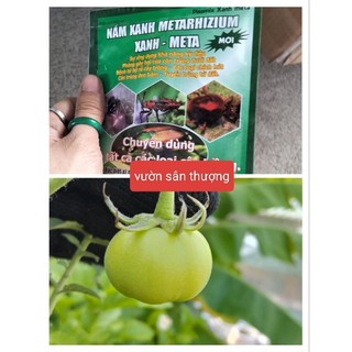 Nấm Xanh Metarhizium  (100g) Phòng T.rị B.ệnh Bằng Vi Sinh có Lợi